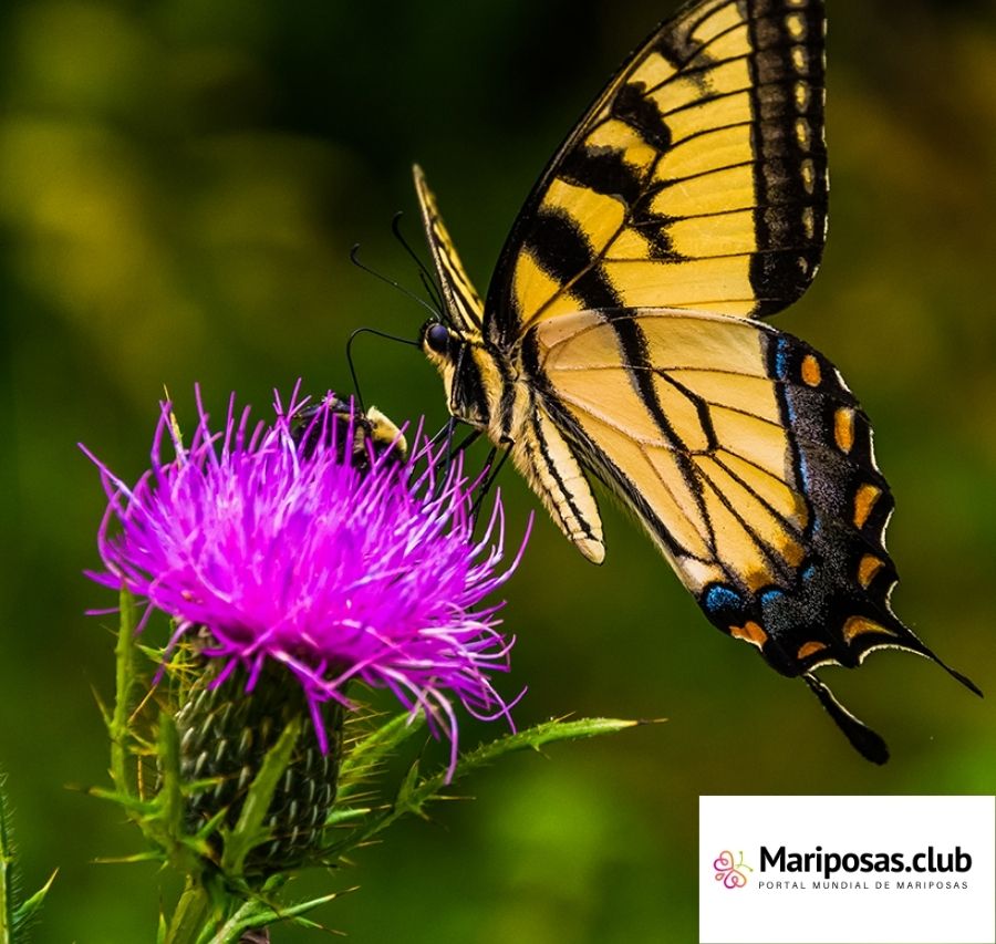 Que comen las mariposas