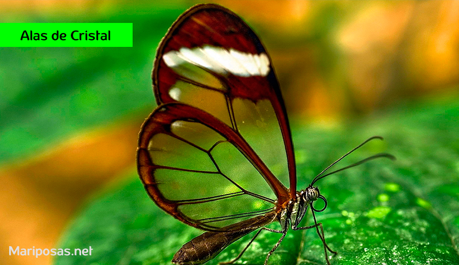 mariposas alas de cristal