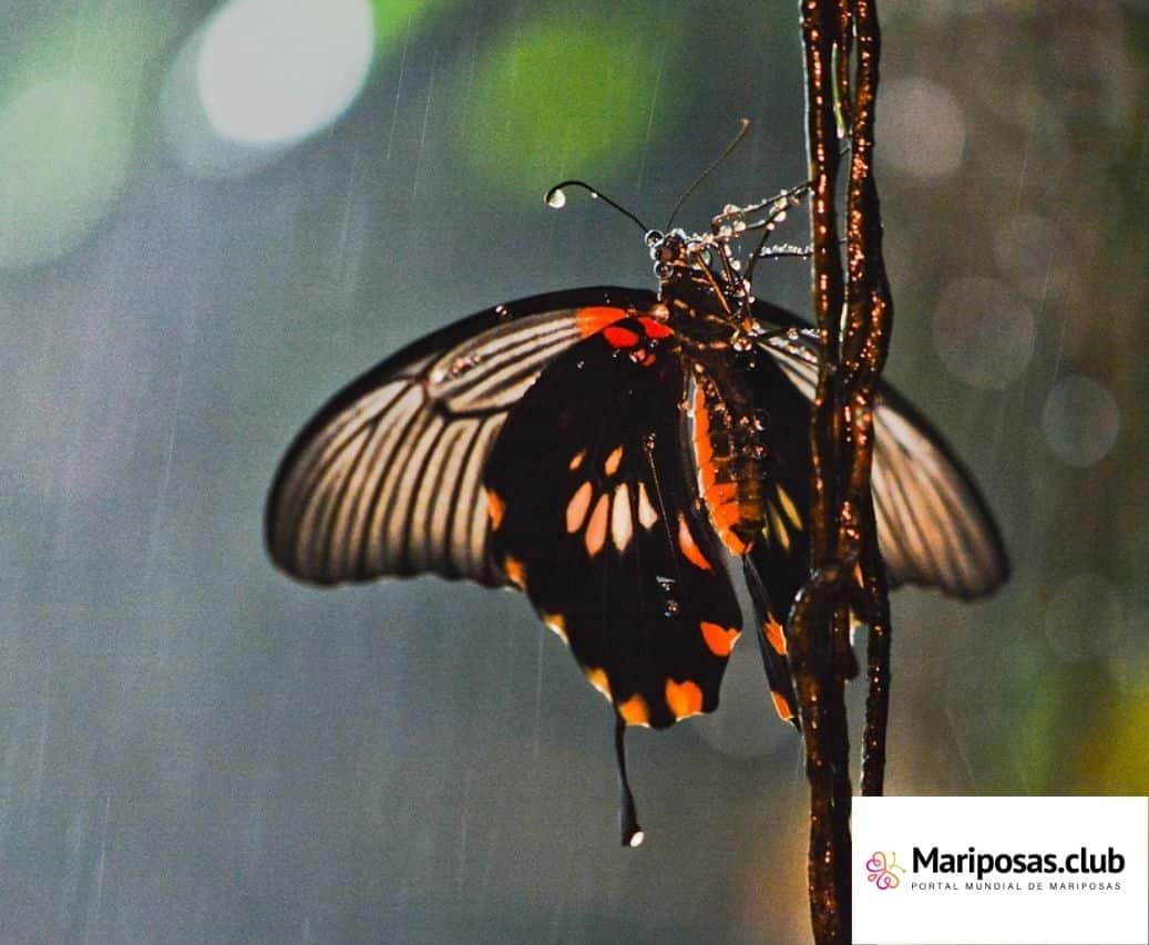 Mariposas bajo la lluvia