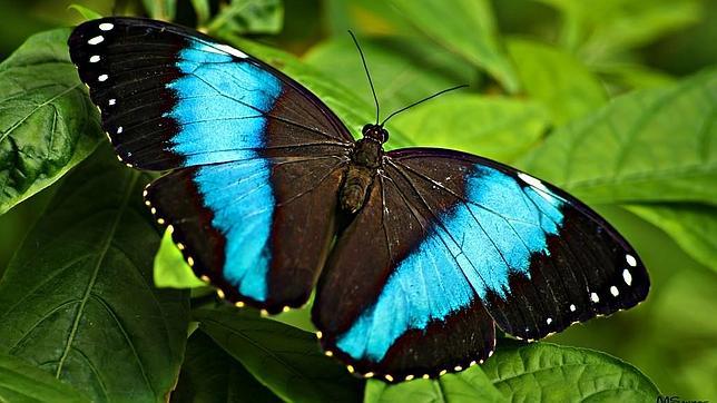Leyenda de la Mariposa