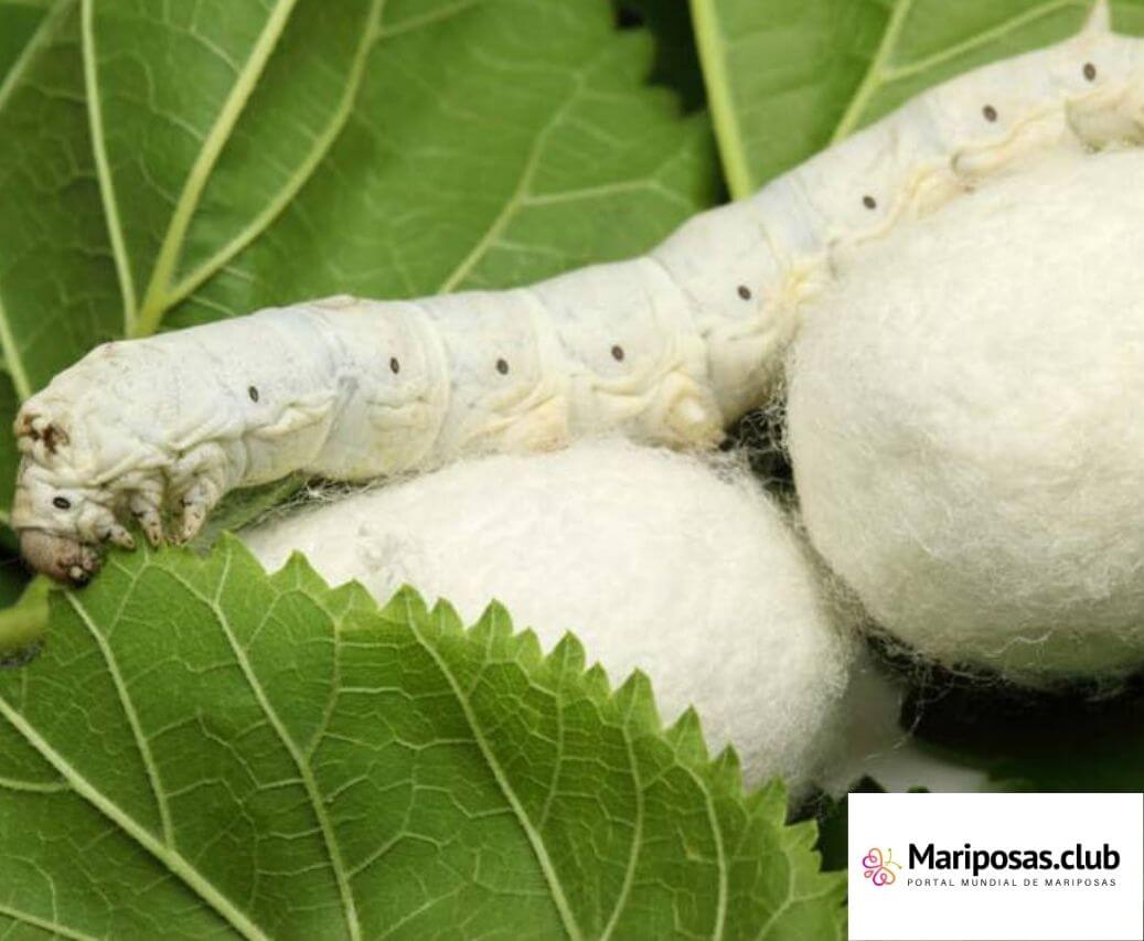 gusano de seda